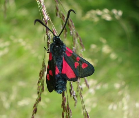 Five Spot Burnet